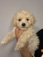 Sam, a male Maltipoo for sale in Fontana, CA – Photo 1 of 2