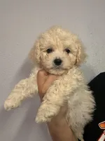 Sam, a male Maltipoo for sale in Fontana, CA – Photo 2 of 2