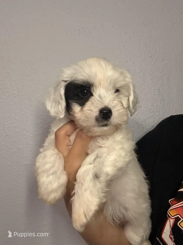 Max – Poodle - Toy , Havapoo puppy for sale in Fontana, CA