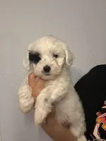 Max, a male Poodle - Toy  and Havapoo for sale in Fontana, CA – Photo 2 of 2