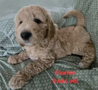 Fawnie, a female Goldendoodle for sale in Morriston, FL – 5 of 10