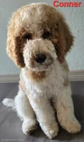 Conner, a male Goldendoodle for sale in Morriston, FL – 7 of 10
