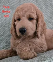 Tara, a female Goldendoodle for sale in Morriston, FL – 2 of 10