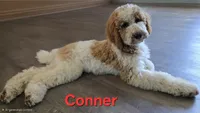 Conner, a male Goldendoodle for sale in Morriston, FL – 2 of 10