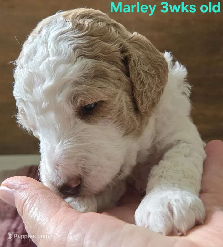 Marley – Goldendoodle puppy for sale in Morriston, FL