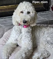 Tara, a female Goldendoodle for sale in Morriston, FL – 10 of 10