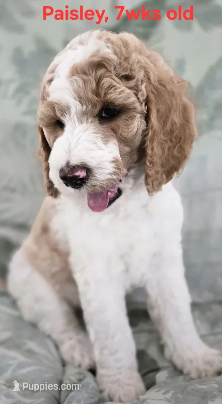 Paisley – Goldendoodle puppy for sale in Morriston, FL