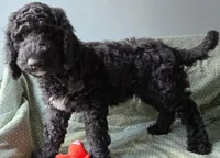 Dante, a male Goldendoodle for sale in Morriston, FL – Photo 7 of 10