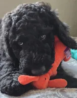 Dante, a male Goldendoodle for sale in Morriston, FL – Photo 2 of 10