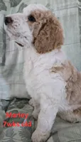 Marley, a male Goldendoodle for sale in Morriston, FL – 3 of 10