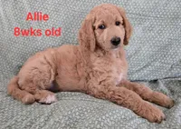 Allie, a female Goldendoodle for sale in Morriston, FL – 2 of 10