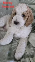 Marley, a male Goldendoodle for sale in Morriston, FL – 7 of 10