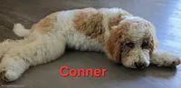 Conner, a male Goldendoodle for sale in Morriston, FL – 6 of 10