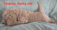 Fawnie, a female Goldendoodle for sale in Morriston, FL – 4 of 10