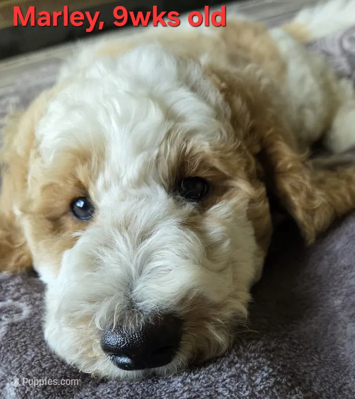 Marley – Goldendoodle puppy for sale in Morriston, FL