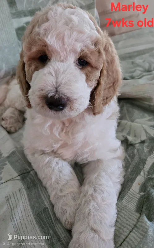 Marley – Goldendoodle puppy for sale in Morriston, FL