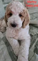 Marley, a male Goldendoodle for sale in Morriston, FL – 1 of 10