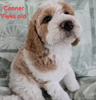 Conner, a male Goldendoodle for sale in Morriston, FL – 2 of 10