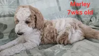 Marley, a male Goldendoodle for sale in Morriston, FL – 8 of 10