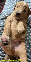 Janie, a female Goldendoodle for sale in Morriston, FL – 9 of 10