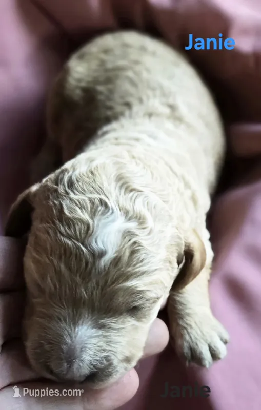 Janie – Goldendoodle puppy for sale in Morriston, FL