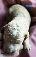 Janie, a female Goldendoodle for sale in Morriston, FL – 1 of 3