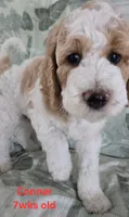 Conner, a male Goldendoodle for sale in Morriston, FL – 6 of 10