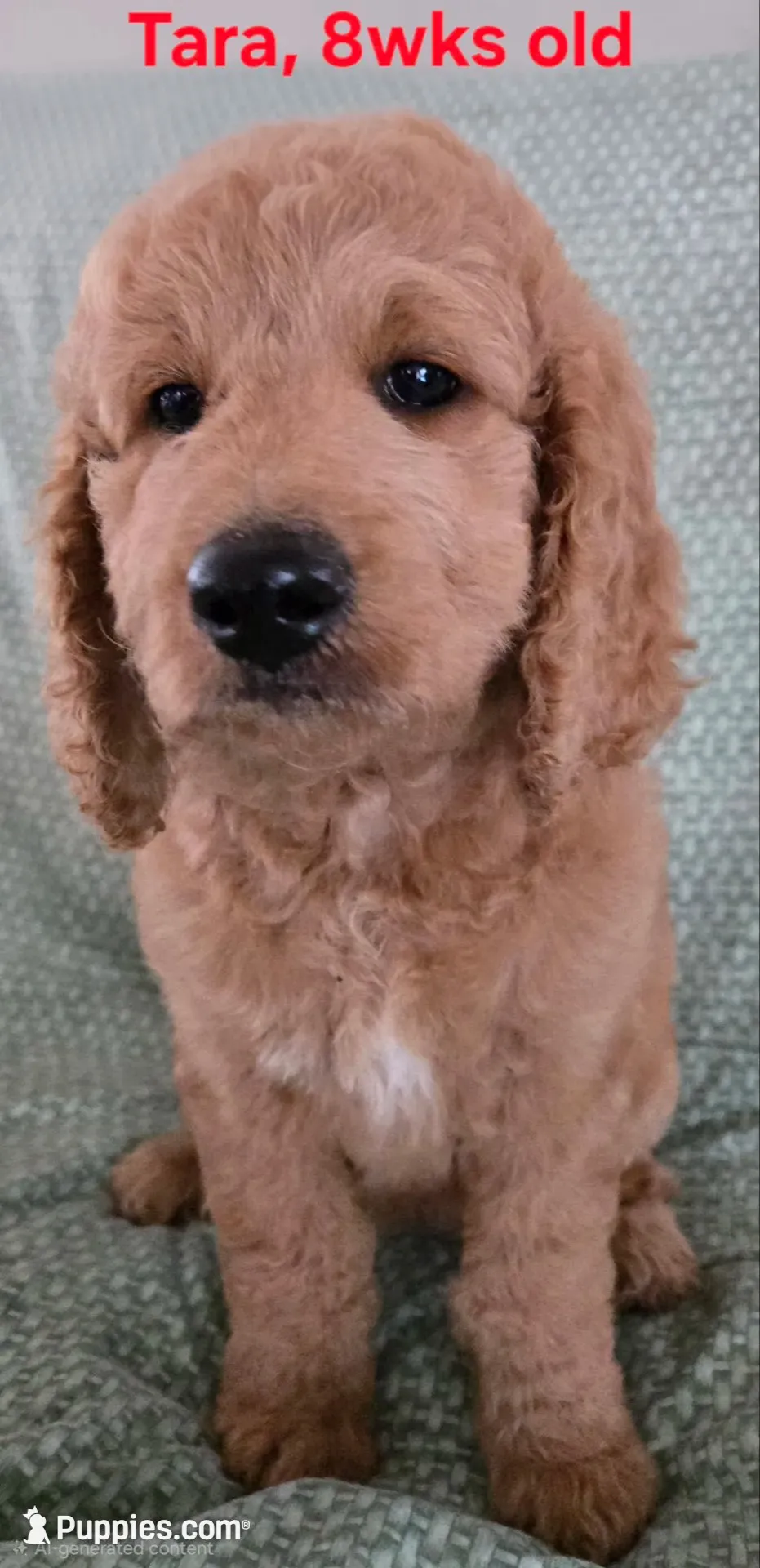 Tara, a female Goldendoodle for sale in Morriston, FL – 8 of 10