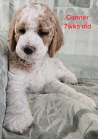 Conner, a male Goldendoodle for sale in Morriston, FL – 4 of 10