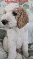 Marley, a male Goldendoodle for sale in Morriston, FL – 2 of 10