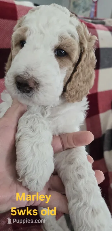 Marley – Goldendoodle puppy for sale in Morriston, FL