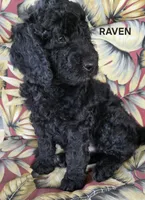 processed/f87556d4-1b5d-4115-896b-51b7034c07ea/listing/348403d5-1de1-44e3-b4b7-2e1d45ecad5b/62c715d2-f8da-496a-9ce6-8d61c76357c7