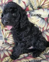 processed/f87556d4-1b5d-4115-896b-51b7034c07ea/listing/348403d5-1de1-44e3-b4b7-2e1d45ecad5b/9cde1cac-6a0b-4e4f-8cc7-89ffb3d257cf