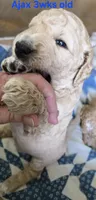 Ajax, a male Goldendoodle for sale in Morriston, FL – 5 of 10