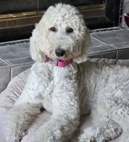 Marley, a male Goldendoodle for sale in Morriston, FL – 10 of 10