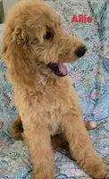 Allie, a female Goldendoodle for sale in Morriston, FL – 5 of 10