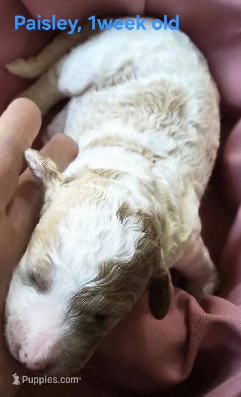 Paisley – Goldendoodle puppy for sale in Morriston, FL