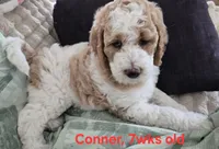 Conner, a male Goldendoodle for sale in Morriston, FL – 7 of 10
