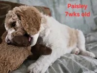 Paisley, a female Goldendoodle for sale in Morriston, FL – 5 of 10