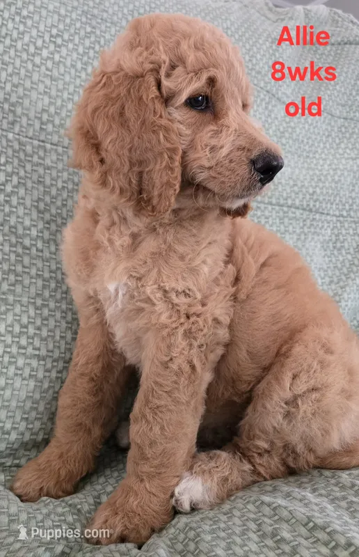 Allie – Goldendoodle puppy for sale in Morriston, FL