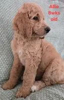 Allie, a female Goldendoodle for sale in Morriston, FL – 5 of 10