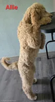 Allie, a female Goldendoodle for sale in Morriston, FL – 7 of 10