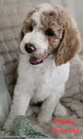 Paisley, a female Goldendoodle for sale in Morriston, FL – 8 of 10