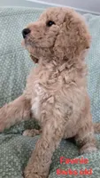 Fawnie, a female Goldendoodle for sale in Morriston, FL – 6 of 10