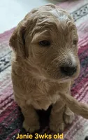 Janie, a female Goldendoodle for sale in Morriston, FL – 7 of 10