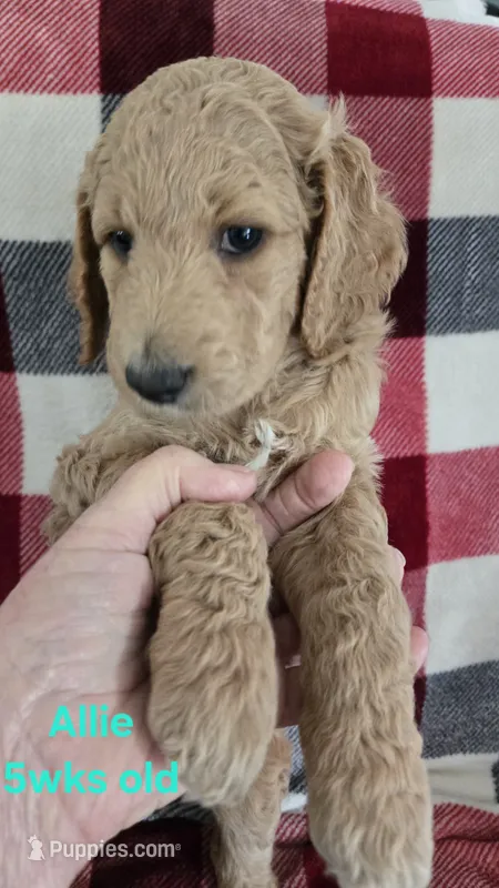Allie – Goldendoodle puppy for sale in Morriston, FL