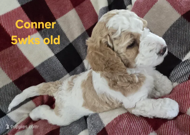 Conner – Goldendoodle puppy for sale in Morriston, FL