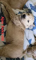 Ajax, a male Goldendoodle for sale in Morriston, FL – 4 of 10