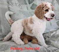 Paisley, a female Goldendoodle for sale in Morriston, FL – 2 of 10