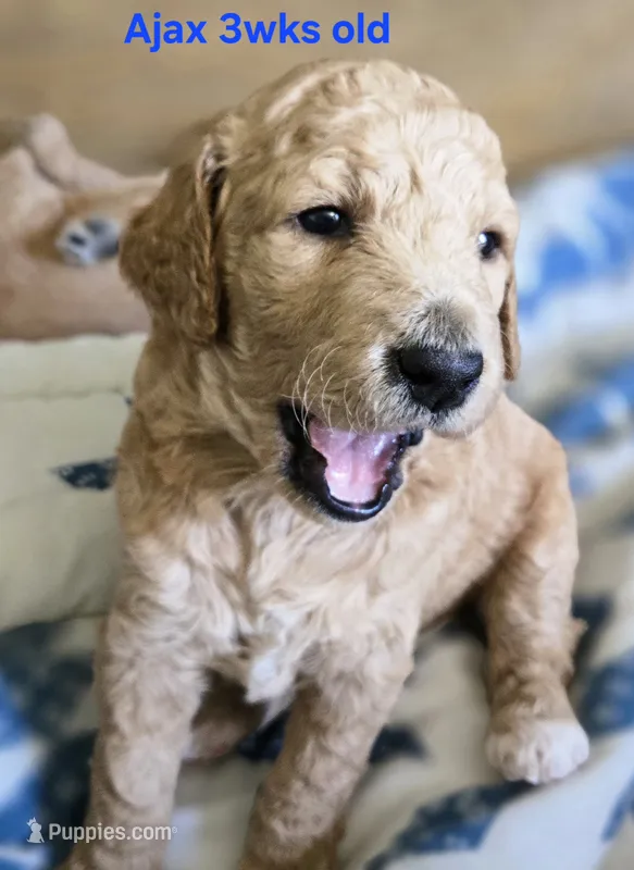 Ajax – Goldendoodle puppy for sale in Morriston, FL